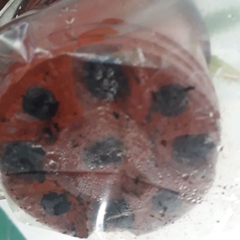 Afghan kush clone 1 growlog photo: First sign of roots. Last week hardening. 