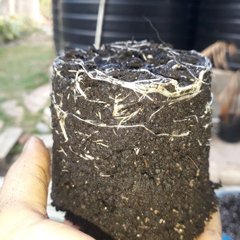 Afghan kush clone 1 growlog photo: Transplant