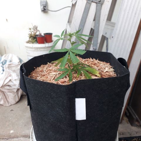 Afghan kush clone 1 growlog photo: Transplant