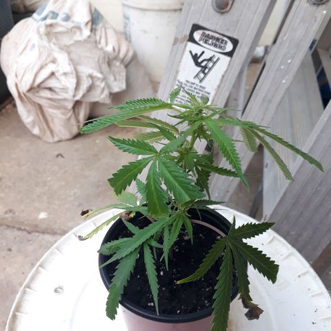 Afghan kush clone 1 growlog photo: Transplant