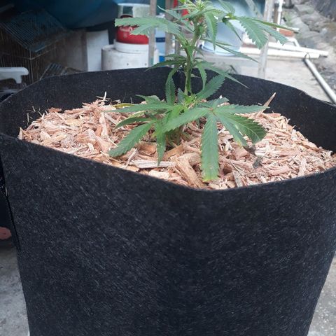 Afghan kush clone 1 growlog photo: First morning since transplant