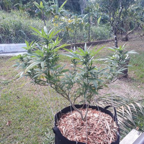 Afghan Kush + growlog photo: Morning after watering