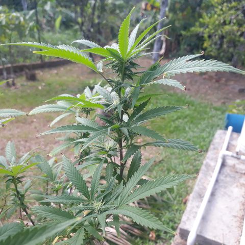 Afghan Kush + growlog photo: Morning after watering