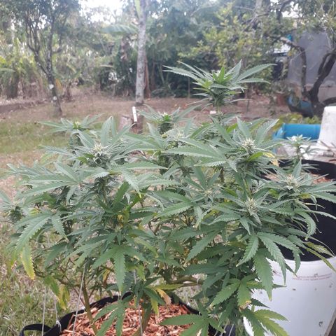 Afghan Kush + growlog photo: Fertilized