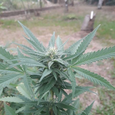 Afghan Kush + growlog photo: Fertilized