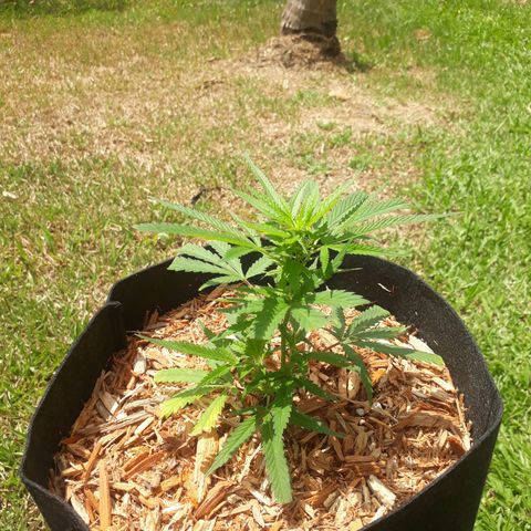 Afghan kush clone 1 growlog timeline photo