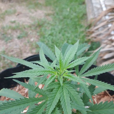 Afghan kush clone 1 growlog timeline photo