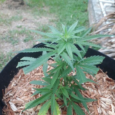 Afghan kush clone 1 growlog timeline photo