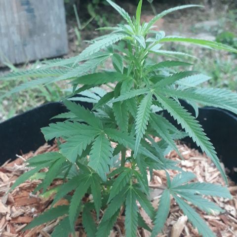 Afghan kush clone 1 growlog photo: Trimmed