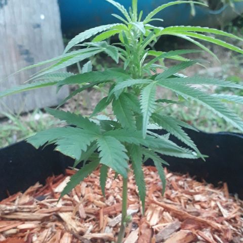 Afghan kush clone 1 growlog photo: Trimmed