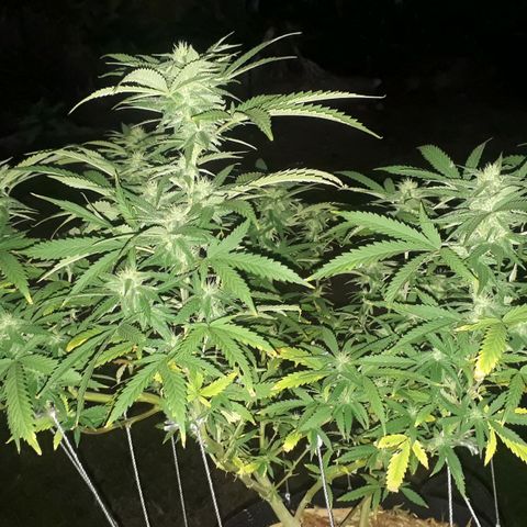 Afghan Kush + growlog timeline photo