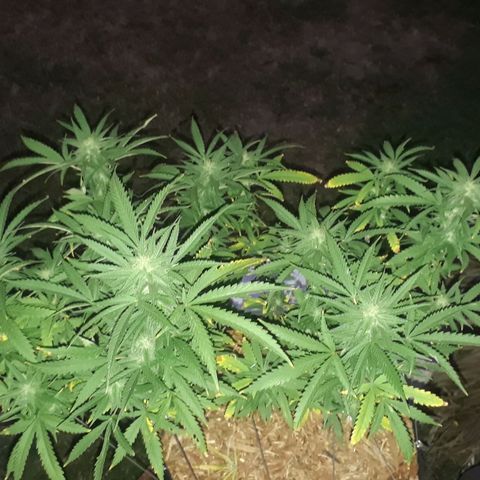 Afghan Kush + growlog timeline photo