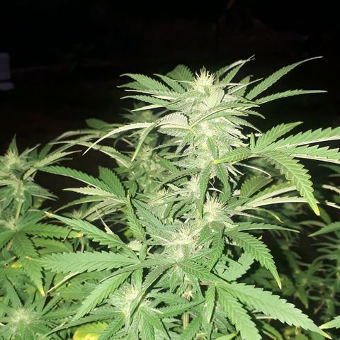Afghan Kush + growlog timeline photo