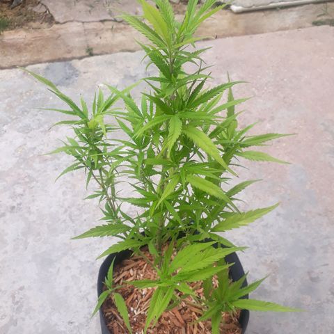 Afghan kush clone 1 growlog photo: Slight trim of yellowing leaves, also begun growth of 5 point leaves