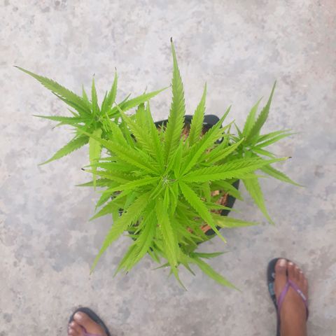 Afghan kush clone 1 growlog photo: Slight trim of yellowing leaves, also begun growth of 5 point leaves