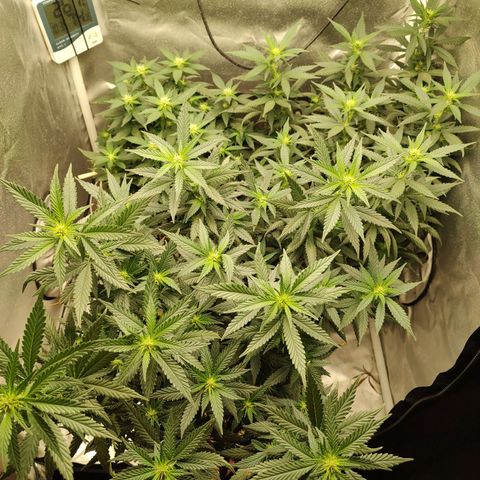 Moby Degusta Pine/W growlog timeline photo