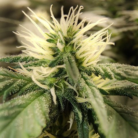 Moby Degusta Pine/W growlog timeline photo