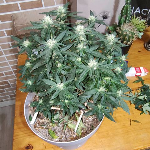 Moby Degusta Pine/W growlog photo: Desfolhação geral em todas as 3. 