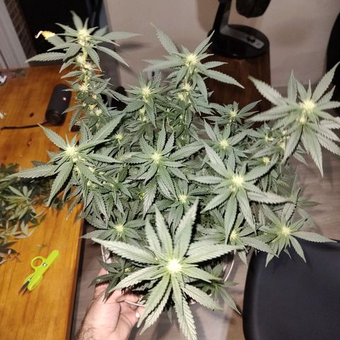 Moby Degusta Pine/W growlog photo: Desfolhação geral em todas as 3. 