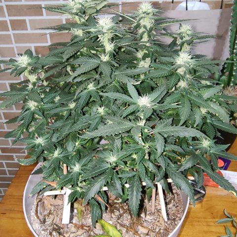 Moby Degusta Pine/W growlog photo: Desfolhação geral em todas as 3. 