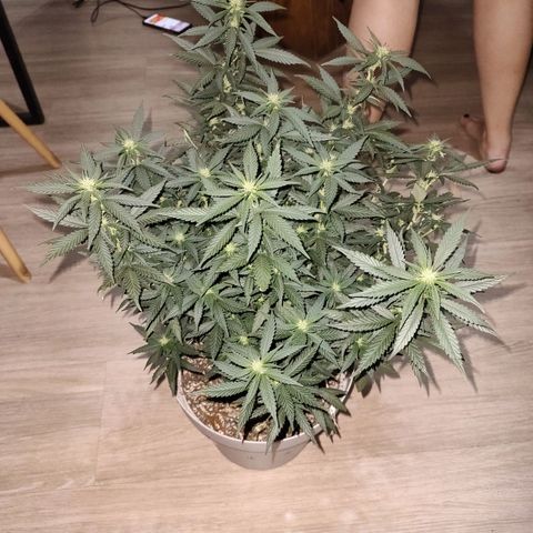 Moby Degusta Pine/W growlog photo: Desfolhação geral em todas as 3. 