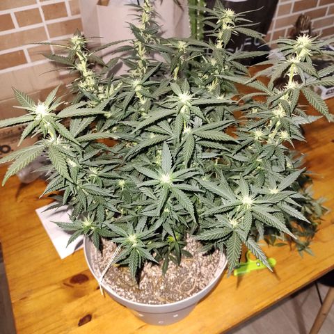 Moby Degusta Pine/W growlog photo: Desfolhação geral em todas as 3. 
