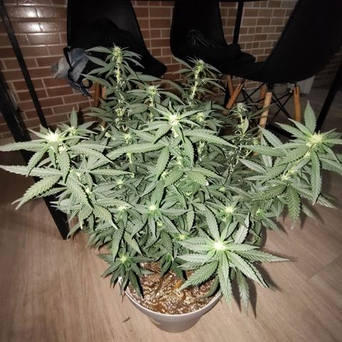 Moby Degusta Pine/W growlog photo: Desfolhação geral em todas as 3. 