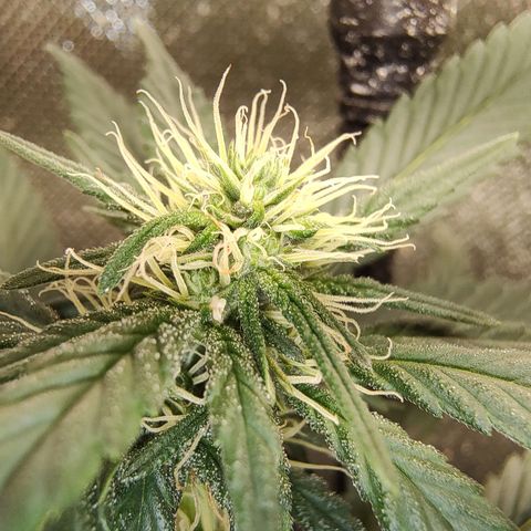 Moby Degusta Pine/W growlog timeline photo