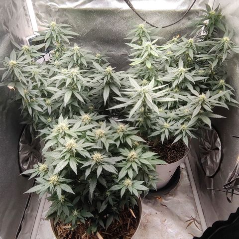 Moby Degusta Pine/W growlog timeline photo
