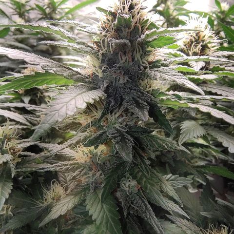 Moby Degusta Pine/W growlog timeline photo