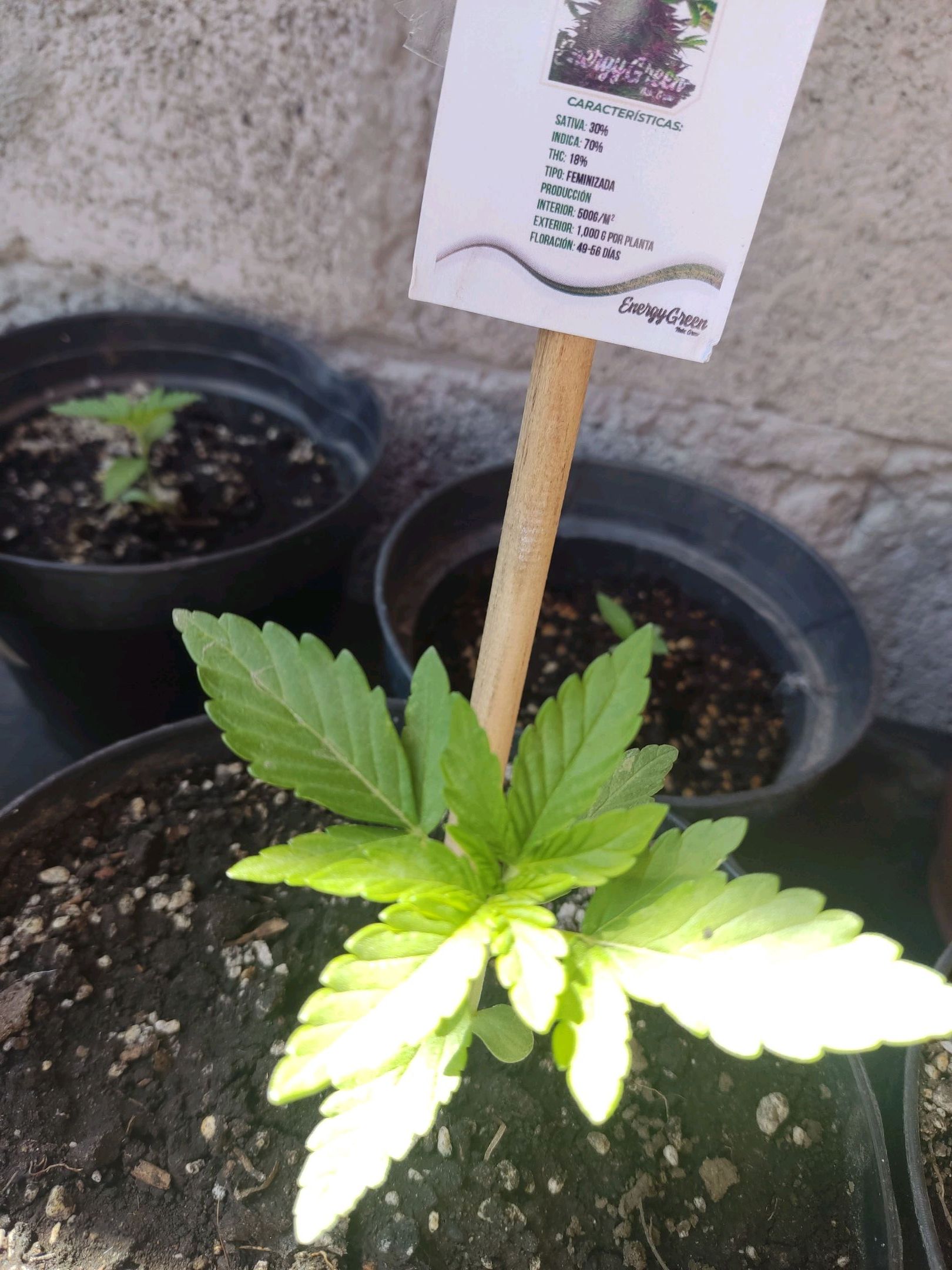 Purple Kush growlog header