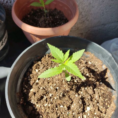 GORILLA GLUE #4 growlog timeline photo