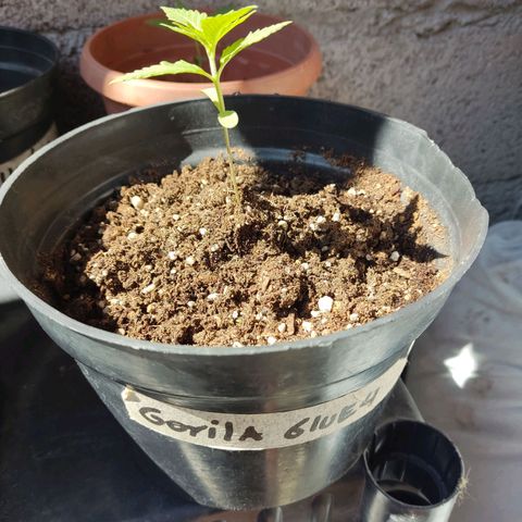 GORILLA GLUE #4 growlog timeline photo