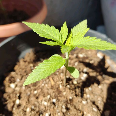 GORILLA GLUE #4 growlog timeline photo