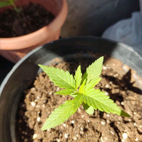 GORILLA GLUE #4 growlog timeline photo