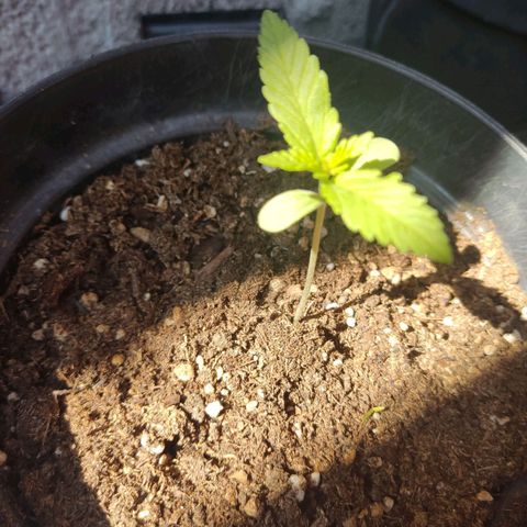 Banan punch growlog timeline photo