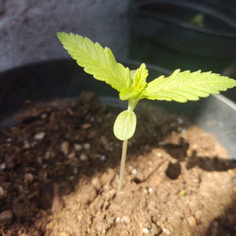 Banan punch growlog timeline photo