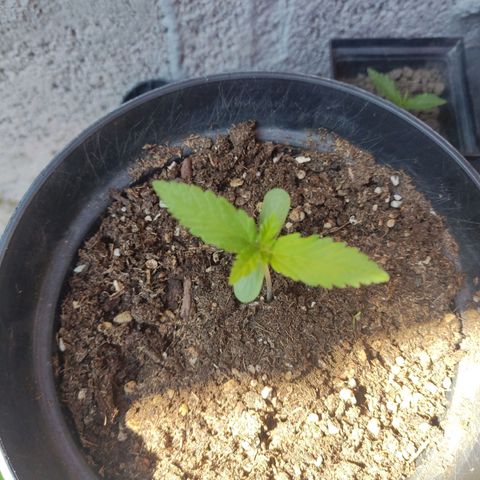 Banan punch growlog timeline photo