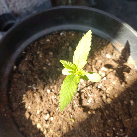 Banan punch growlog timeline photo