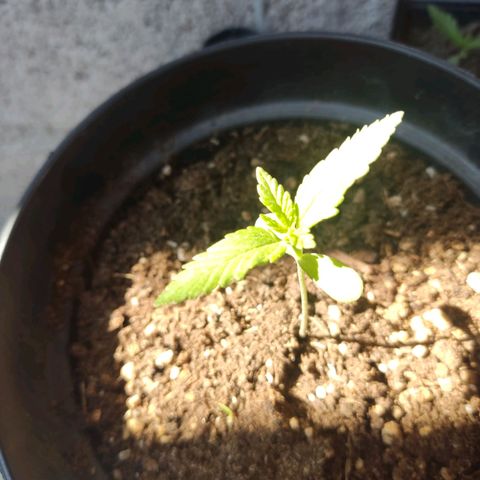 Banan punch growlog timeline photo