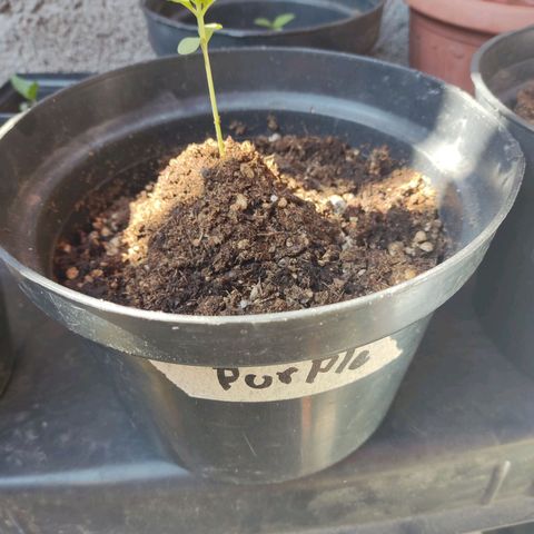 Purple Kush  growlog photo