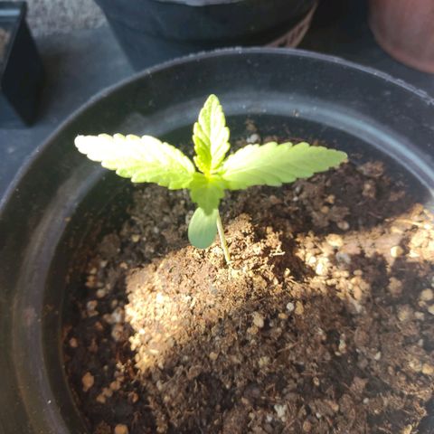 Purple Kush  growlog photo