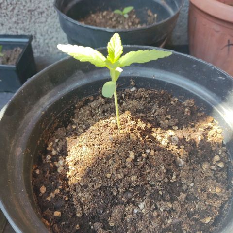 Purple Kush  growlog photo