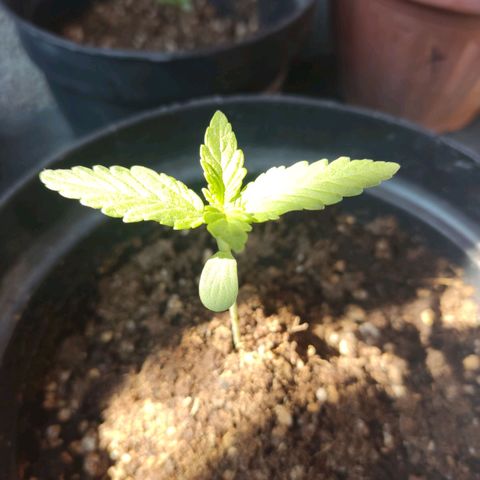 Purple Kush  growlog photo