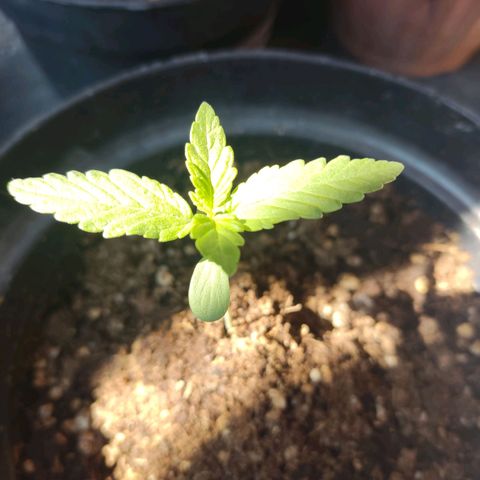 Purple Kush  growlog photo
