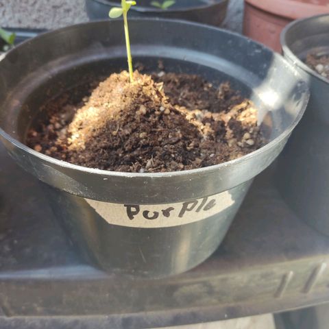 Purple Kush  growlog timeline photo