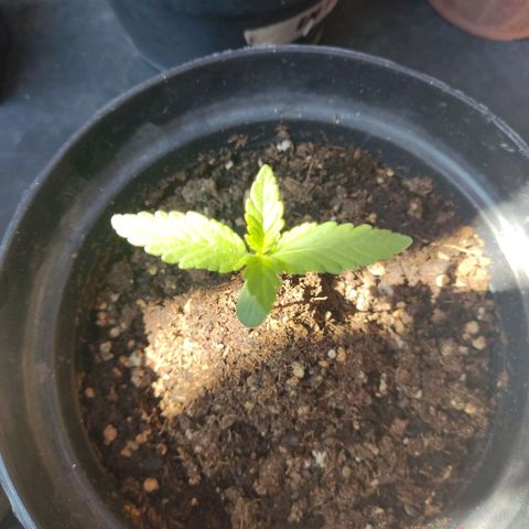 Purple Kush  growlog timeline photo