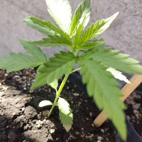 GORILLA GLUE #4 growlog timeline photo