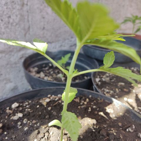 GORILLA GLUE #4 growlog timeline photo