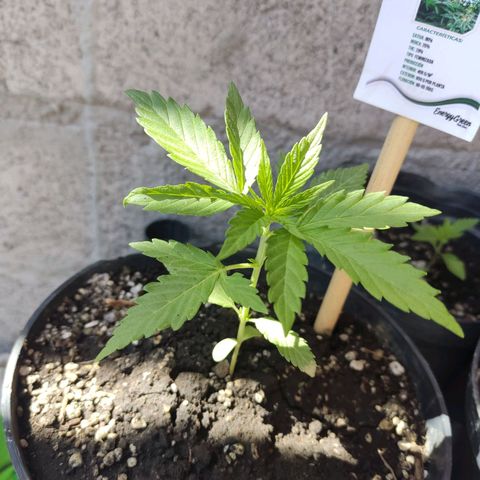 GORILLA GLUE #4 growlog timeline photo